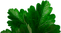 cilantro